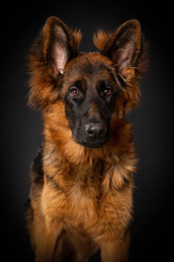 Siyah arka planda genç Alman çoban köpeği.