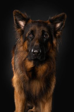 Siyah arka planda Alman çoban köpeği