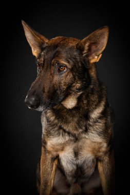 Siyah arka planda Alman çoban köpeği