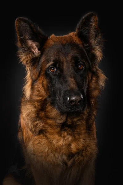 黒の背景にドイツの羊飼いの犬 — ストック写真