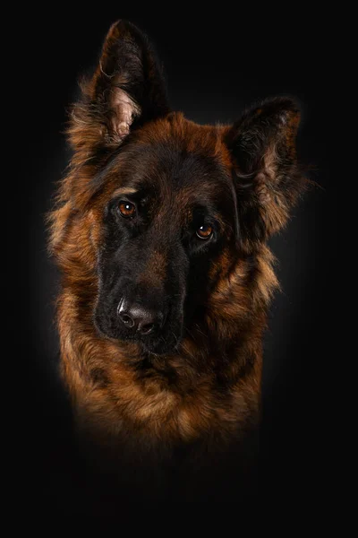 Anjing Gembala Jerman Latar Belakang Hitam — Stok Foto