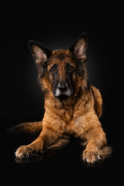 Anjing Gembala Jerman Latar Belakang Hitam — Stok Foto