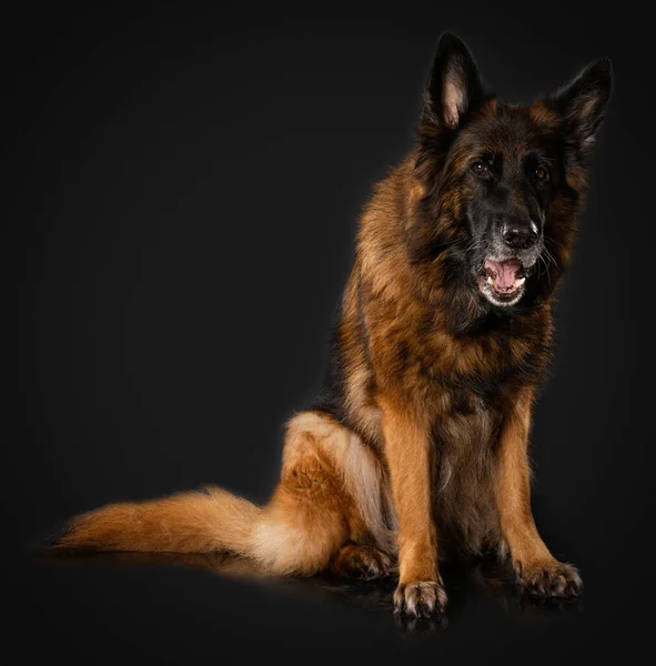 German Shepherd Dog Black Background — Stock Photo, Image