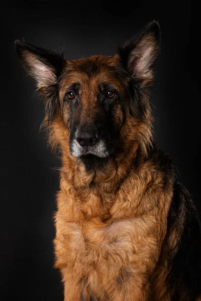 Tyska Herde Hund Svart Bakgrund — Stockfoto