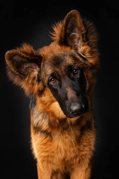 黒い背景に若いドイツの羊飼い犬 — ストック写真