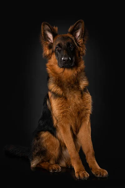 Ung Tysk Herde Hund Svart Bakgrund — Stockfoto