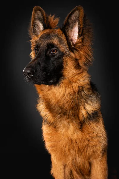 Ung Tysk Herde Hund Svart Bakgrund — Stockfoto