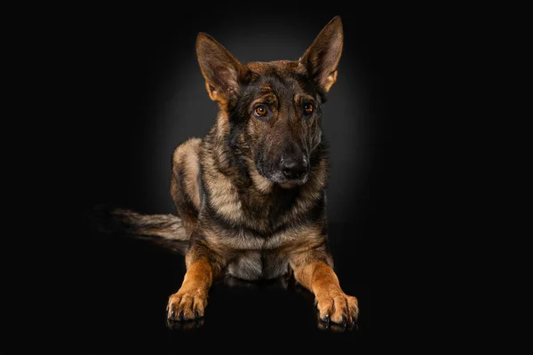 Німецький Собака Пастух Чорному Тлі — стокове фото