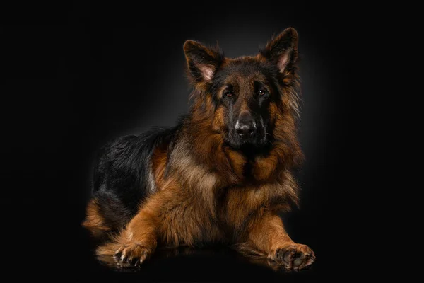 Γερμανικό Τσοπανόσκυλο Μαύρο Φόντο — Φωτογραφία Αρχείου