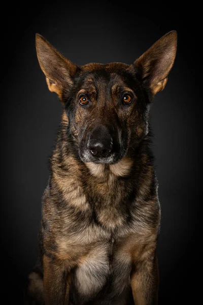Německý Ovčák Pes Černém Pozadí — Stock fotografie