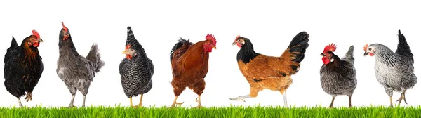 牧草地で隔離された異なる鶏 — ストック写真