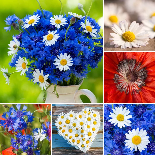 Collage Diferentes Fotos Flores —  Fotos de Stock