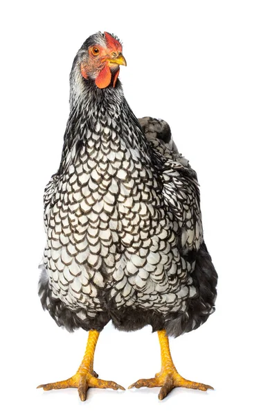 Wyandott Csirke Elszigetelt Fehér Háttér Néz Kamerába — Stock Fotó