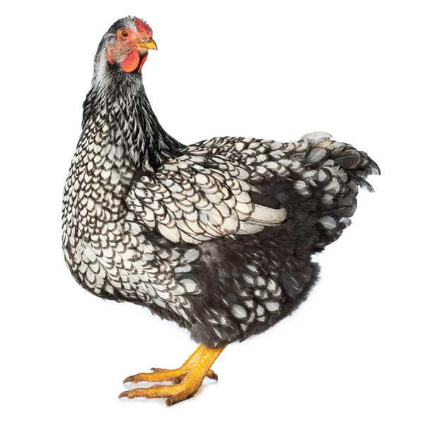 Wyandott Csirke Elszigetelt Fehér Háttér Néz Kamerába — Stock Fotó