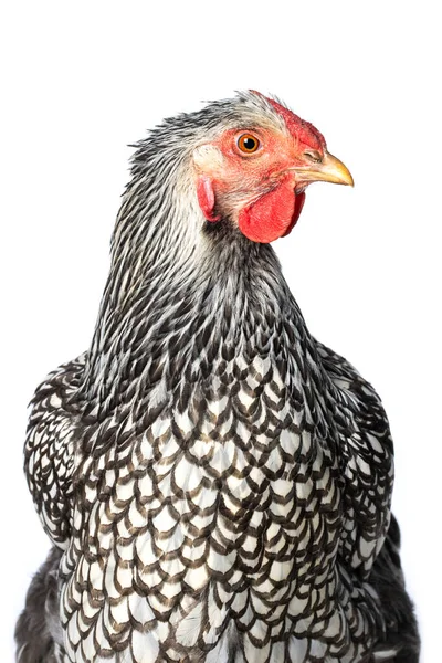 Wyandott Csirke Elszigetelt Fehér Háttérrel Úgy Néz Oldalán — Stock Fotó
