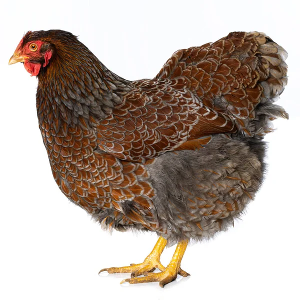 Wyandott Csirke Elszigetelt Fehér Háttér Néz Oldalra — Stock Fotó