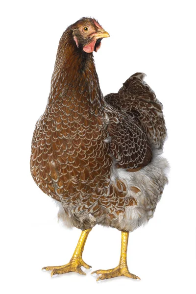 Wyandott Csirke Elszigetelt Fehér Háttér Néz Kamera — Stock Fotó