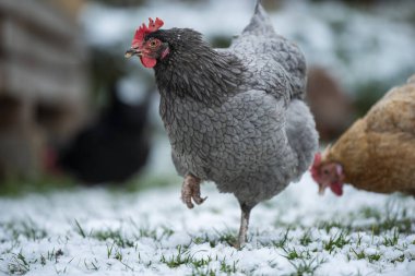 Marans hen in a winter landscape clipart