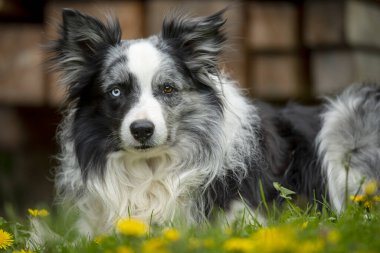 Bahar otlağında bir çoban köpeği
