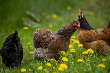 Bir bahar otlağında tavuk