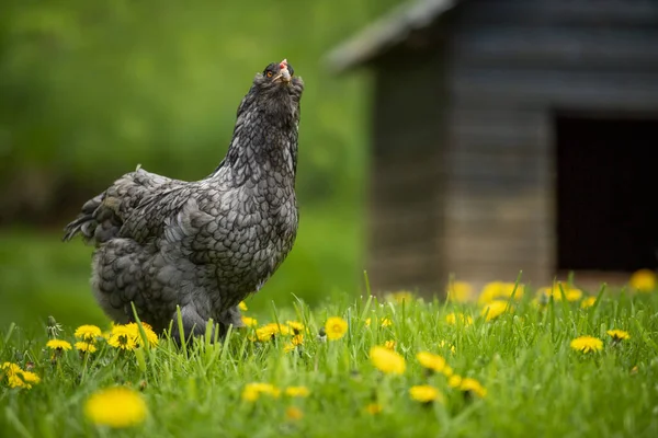 Kura Wiosennej Łące — Zdjęcie stockowe