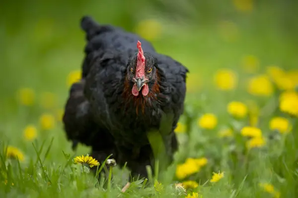 Kura Wiosennej Łące — Zdjęcie stockowe