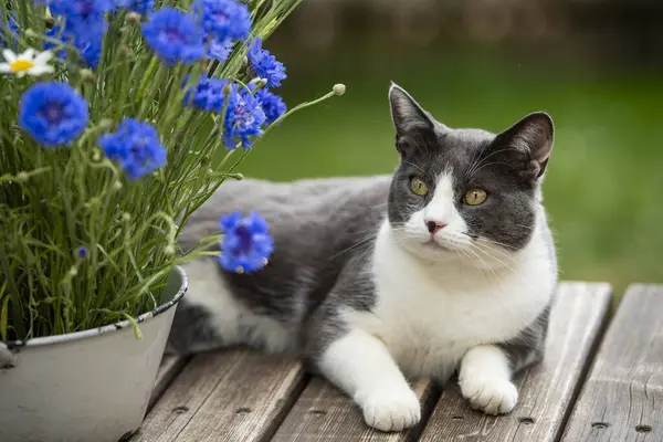 แมวในบ านท ดอกข าวโพดบนโต ะสวน — ภาพถ่ายสต็อก