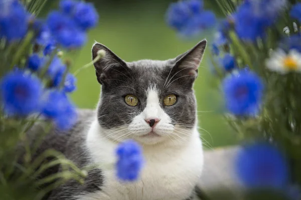 Domestic cat with cornflowers on a garden table
