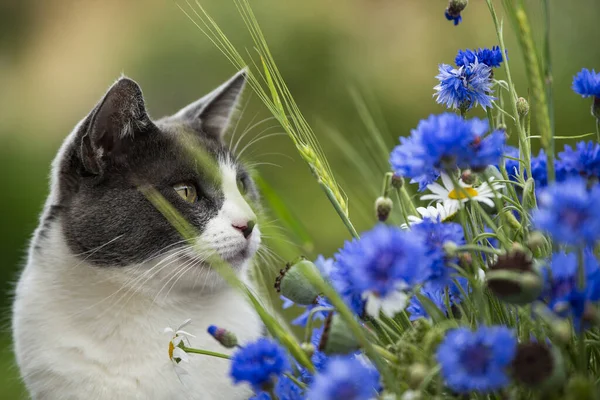 Domestic cat with cornflowers on a garden table