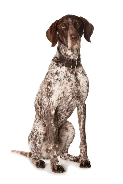 Duitse Steno Hond Zit Geïsoleerd Witte Achtergrond — Stockfoto
