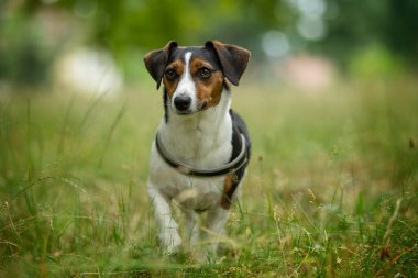 Yaz otlağında sevimli bir köpek