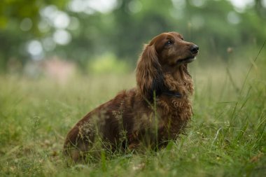 Çayırda Dachshund.