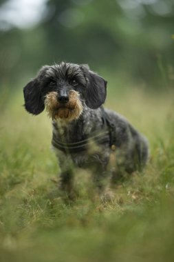 Çayırda Dachshund.