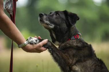 Melez köpek, arka planda oturuyor ve pençesini uzat.