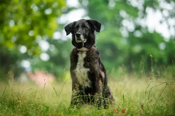 Cross Breed Dog Sitting Nature Background — Stok Foto