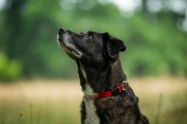 Cross Breed Dog Sitting Nature Background Look — Stok Foto