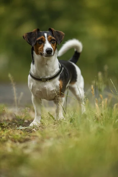 Netter Hund Auf Einer Sommerwiese — Stockfoto