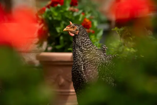 Çiçekler Arasındaki Doğa Arka Planında Tavuk — Stok fotoğraf
