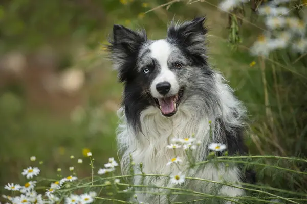 Border collie dog in a summer meadow