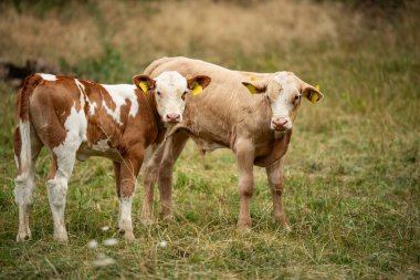 Otlaktaki buzağılar