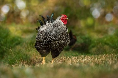 Wyandotte horozu doğada