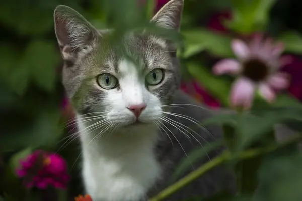 Kucing Domestik Latar Belakang Alam Melihat Kejauhan — Stok Foto