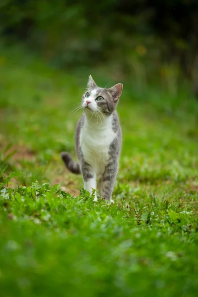 Kucing Muda Alam Terlihat Kejauhan — Stok Foto
