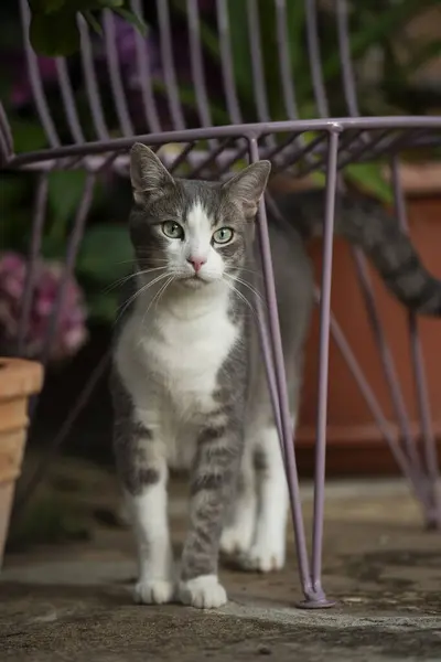Kucing Muda Alam Melihat Kamera — Stok Foto