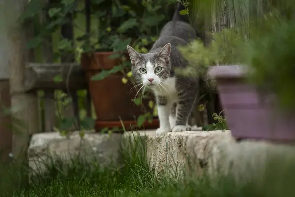 Kucing Muda Alam Melihat Kamera — Stok Foto