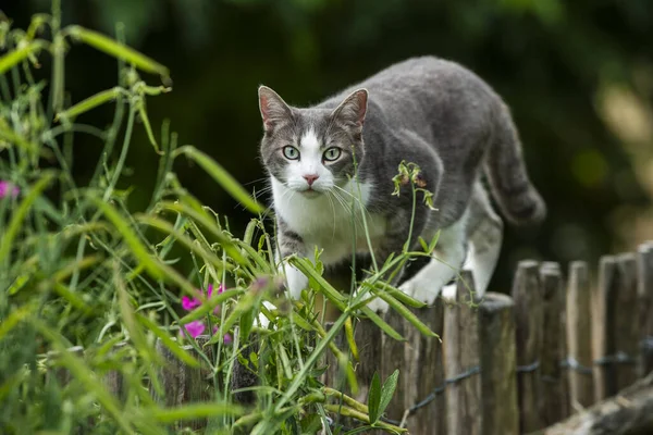 Kucing Muda Pagar Kebun Latar Belakang Alam — Stok Foto