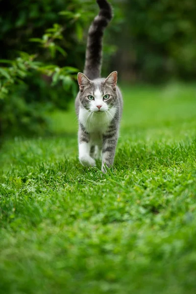 Kucing Muda Berjalan Latar Belakang Alam Melihat Kamera — Stok Foto
