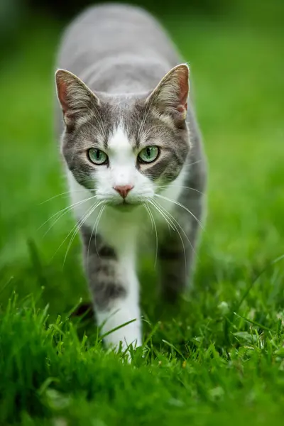 Kucing Muda Berjalan Latar Belakang Alam Melihat Kamera — Stok Foto