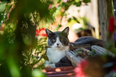 Doğadaki gri kedi kameraya bakıyor.