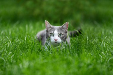 Doğadaki genç tekir kedi kameraya bakıyor.